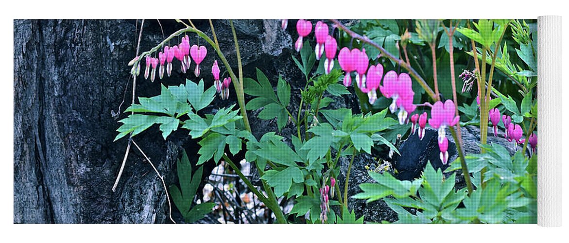 Spring Flowers Yoga Mat featuring the photograph 2021Late April Bleeding Hearts 1 by Janis Senungetuk