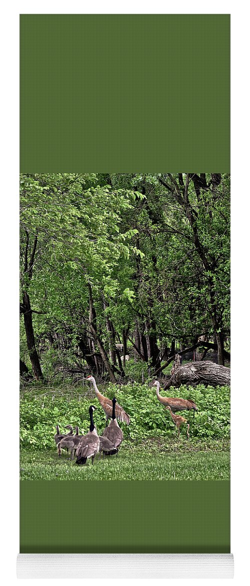 Sandhill Cranes Yoga Mat featuring the photograph 2022 Busy Afternoon at the Basin by Janis Senungetuk