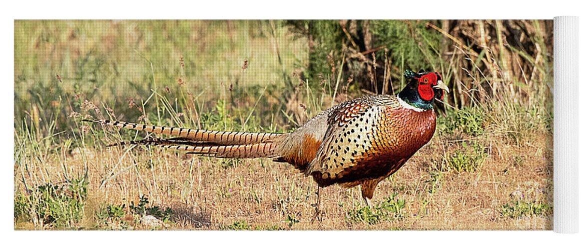 Bird Yoga Mat featuring the photograph Ring-necked Pheasant #21 by Dennis Hammer