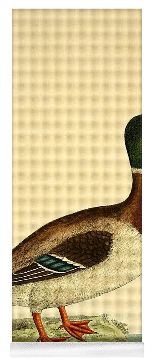 Ducks Yoga Mat featuring the mixed media Beautiful antique waterfowl #24 by World Art Collective