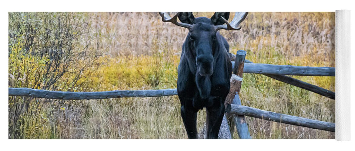 Colorado Yoga Mat featuring the photograph Bull Moose #3 by Patrick Nowotny