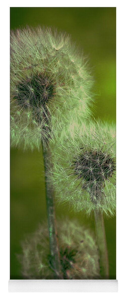 Plants Yoga Mat featuring the photograph 3 Dandelions by Silvia Marcoschamer