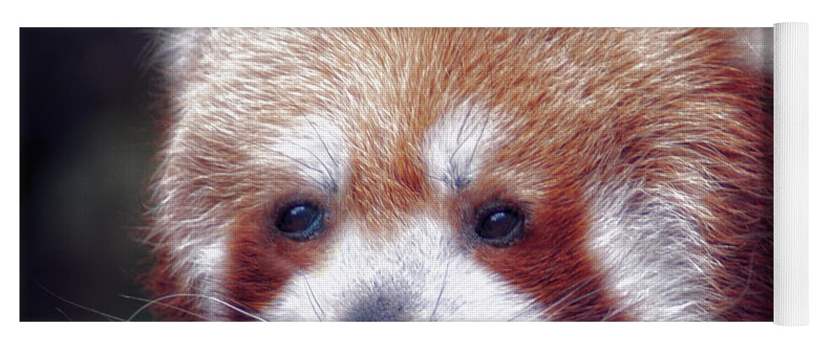 Red Yoga Mat featuring the photograph Red Panda #3 by Chris Boulton