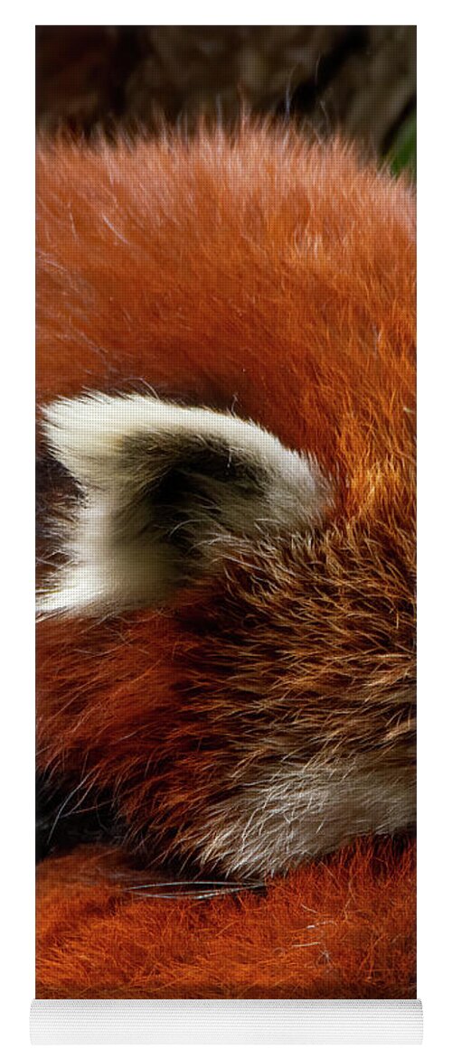 Red Yoga Mat featuring the photograph Red Panda #3 by Kuni Photography