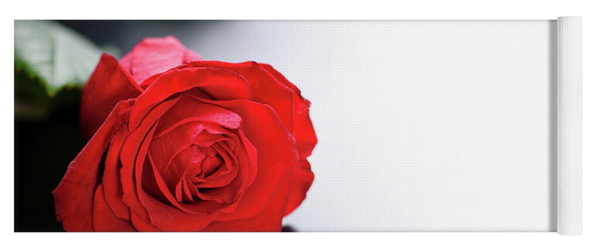 Roses Yoga Mat featuring the photograph Red Rose on black and white background by Jelena Jovanovic