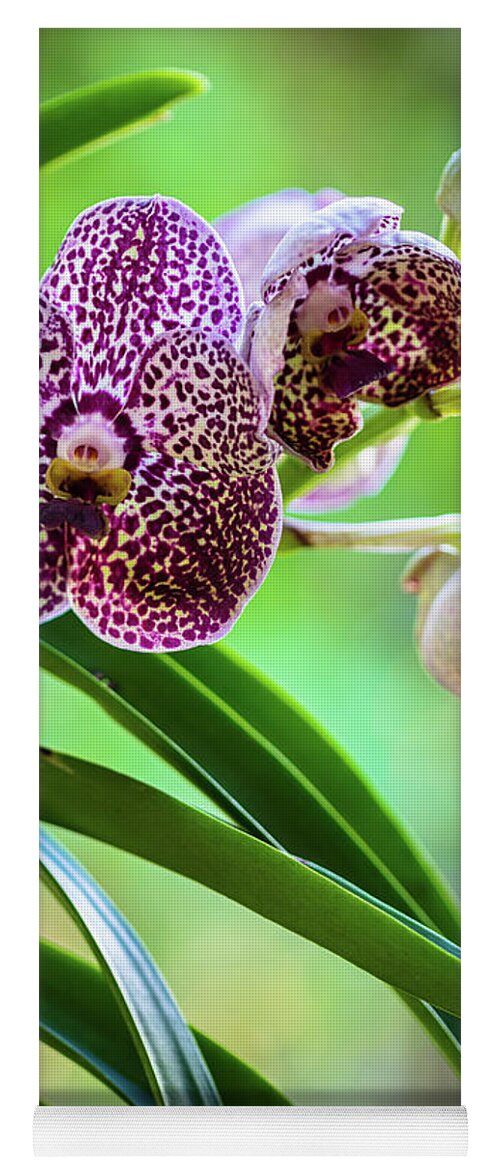 Ascda Kulwadee Fragrance Yoga Mat featuring the photograph Spotted Vanda Orchid Flowers #3 by Raul Rodriguez