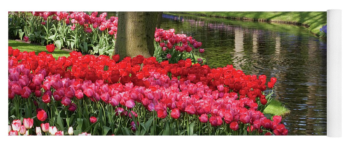 Keukenhof Yoga Mat featuring the photograph Swathes of colour #3 by Shirley Mitchell