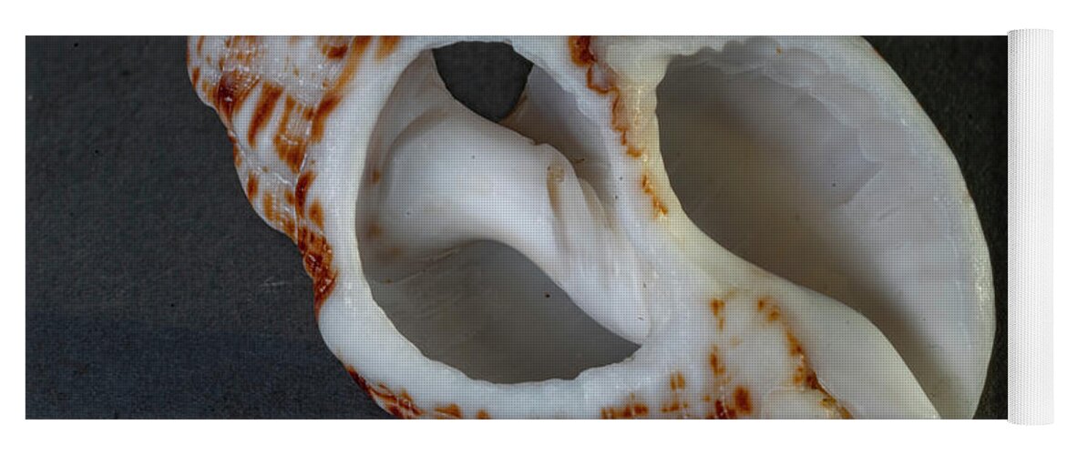 _seashells Yoga Mat featuring the photograph Sea Shells #41 by Tommy Farnsworth
