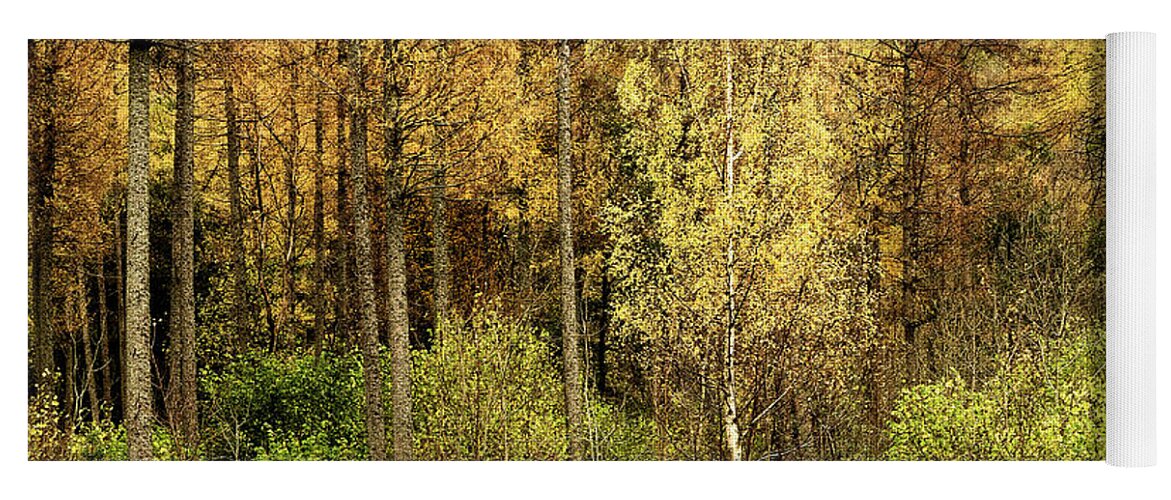 50 Shades Gold Golden Autumn Wonderland Fall Smart Uk Woodland Woods Forest Trees Foliage Leaves Beautiful Birch Crown Beauty Landscape Rich Colors Yellow Delightful Magnificent Mindfulness Serenity Inspirational Serene Tranquil Tranquillity Magic Charming Atmospheric Aesthetic Attractive Picturesque Scenery Glorious Impressionistic Impressive Pleasing Stimulating Magical Vivid Trunks Effective Green Bushes Delicate Gentle Joy Enjoyable Relaxing Pretty Uplifting Poetic Orange Red Fantastic Tale Yoga Mat featuring the photograph Fifty Shades Of Gold by Tatiana Bogracheva