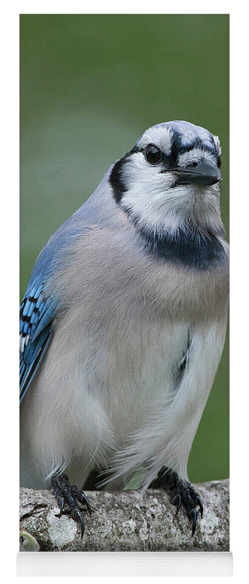 Blue Jay Yoga Mat featuring the photograph Blue Jay #6 by Diane Giurco