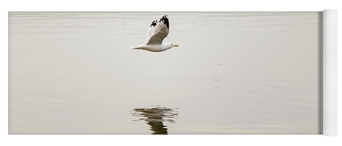Larus Delawarensis Yoga Mat featuring the photograph Ring-billed Gull in flight #6 by SAURAVphoto Online Store