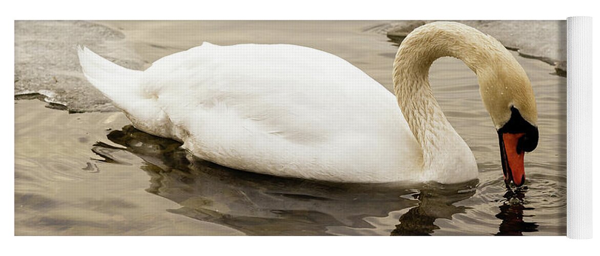 Cygnus Yoga Mat featuring the photograph Mute swan #7 by SAURAVphoto Online Store
