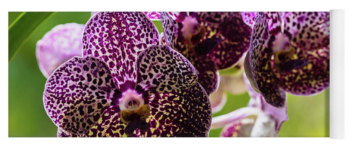 Ascda Kulwadee Fragrance Yoga Mat featuring the photograph Spotted Vanda Orchid Flowers #8 by Raul Rodriguez