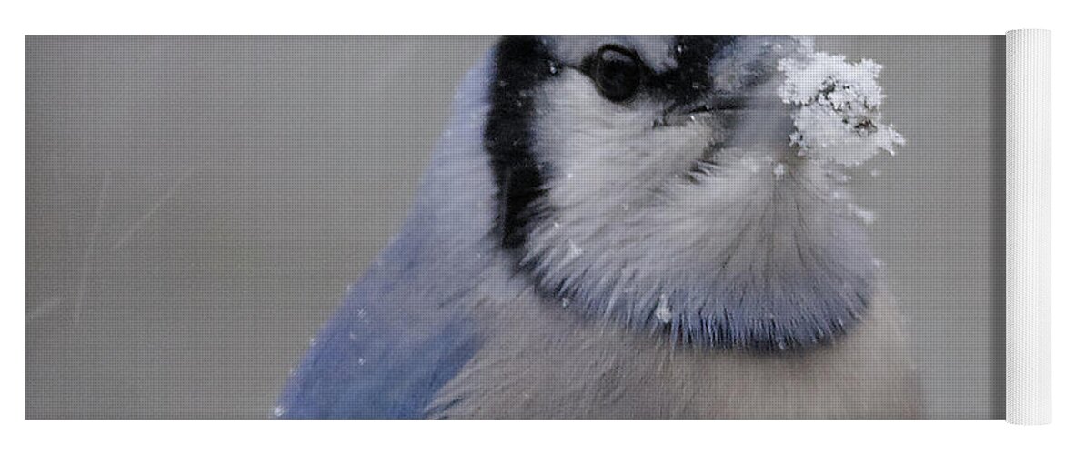 Winter Blue Jay Yoga Mat featuring the photograph Winter Blue Jay #8 by Diane Giurco