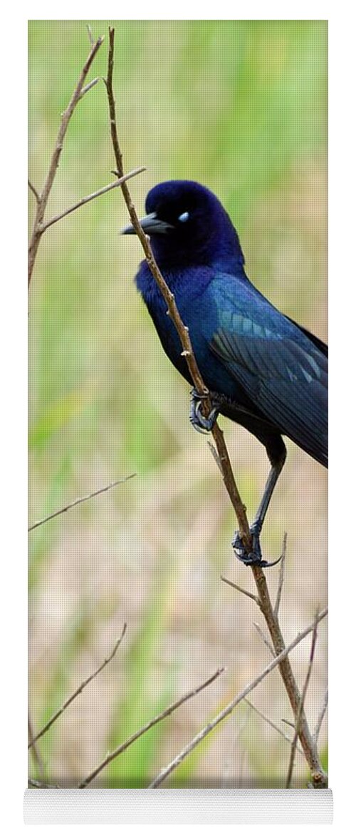 A Boat Tailed Grackle Holding On Yoga Mat featuring the photograph A Boat Tailed Grackle Holding On by Warren Thompson