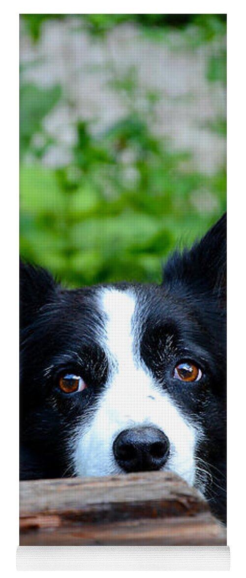 Dog Yoga Mat featuring the photograph A border collie is waiting for a task. by Bernhard Schaffer