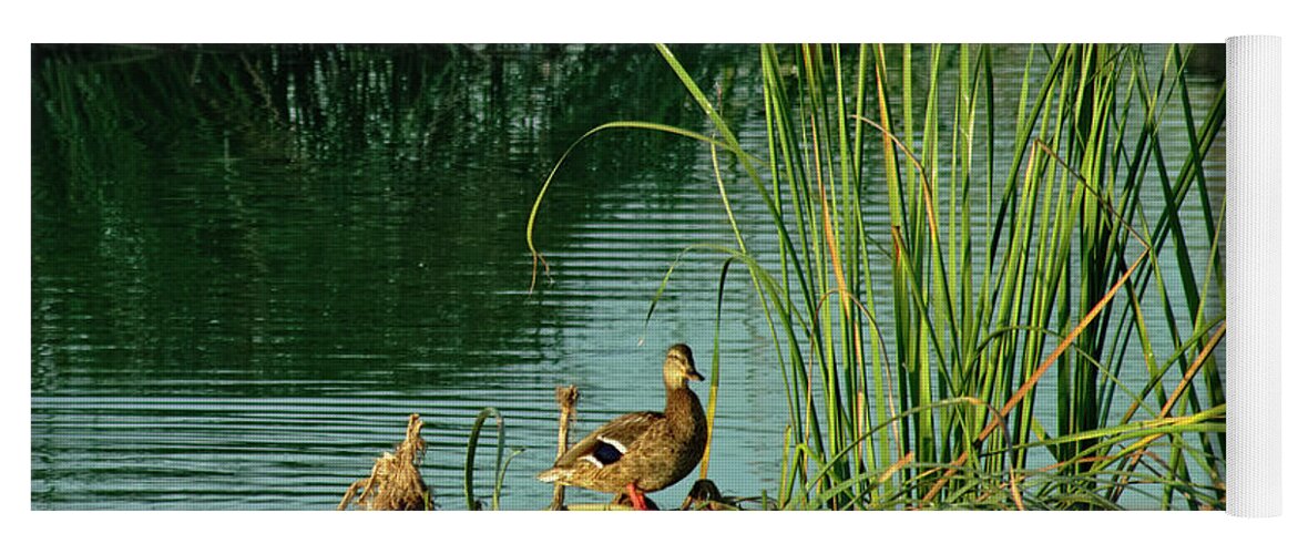 Ducks Yoga Mat featuring the photograph A Ducks Life by Angelo DeVal