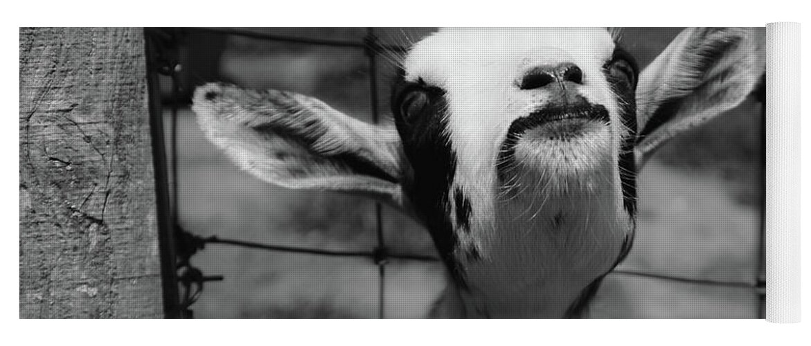 Goat Yoga Mat featuring the photograph A Goat's Smile by Demetrai Johnson