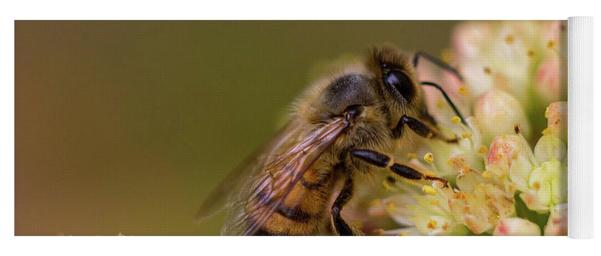 Nature Yoga Mat featuring the photograph A honey bee enjoying flower nectar by Maria Dimitrova