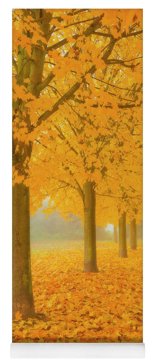 Sycamore Trees Yoga Mat featuring the photograph Misty Sycamore Tree Avenue in Autumn by Neale And Judith Clark