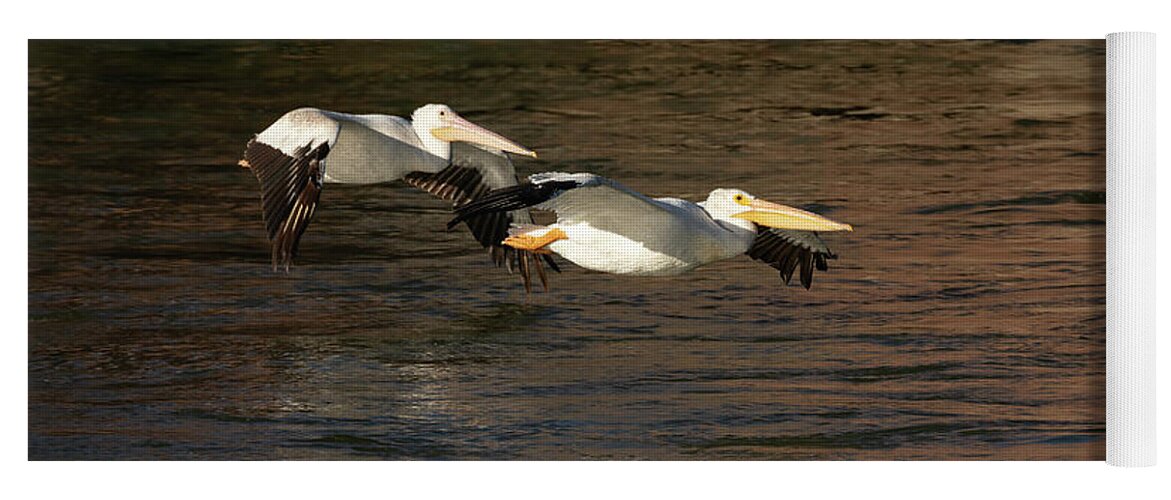 American White Pelicans Yoga Mat featuring the photograph A Pair Of Soaring Pelicans 2016 by Thomas Young