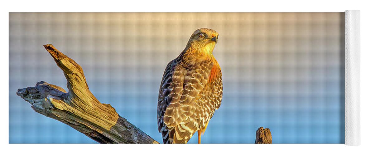 Hawk Yoga Mat featuring the photograph A Red Shouldered Hawk at Sunset by Mark Andrew Thomas