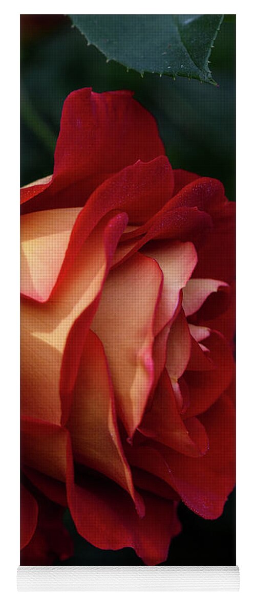 Rose Petal Yoga Mat featuring the photograph A single elegant orange and red rose by Abigail Diane Photography