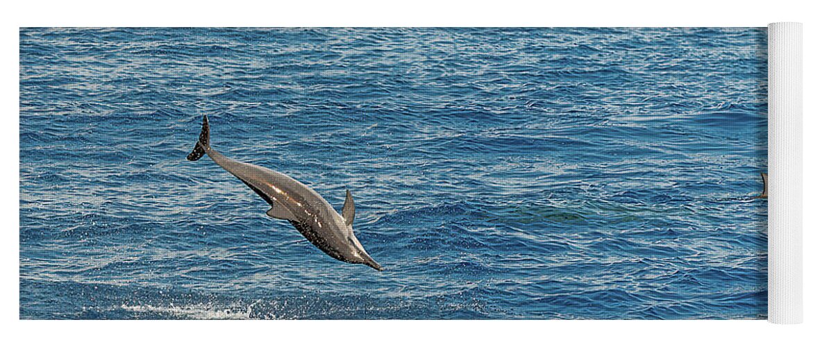 Kauai Yoga Mat featuring the photograph A Spinner Dolphin's Dance. by Doug Davidson