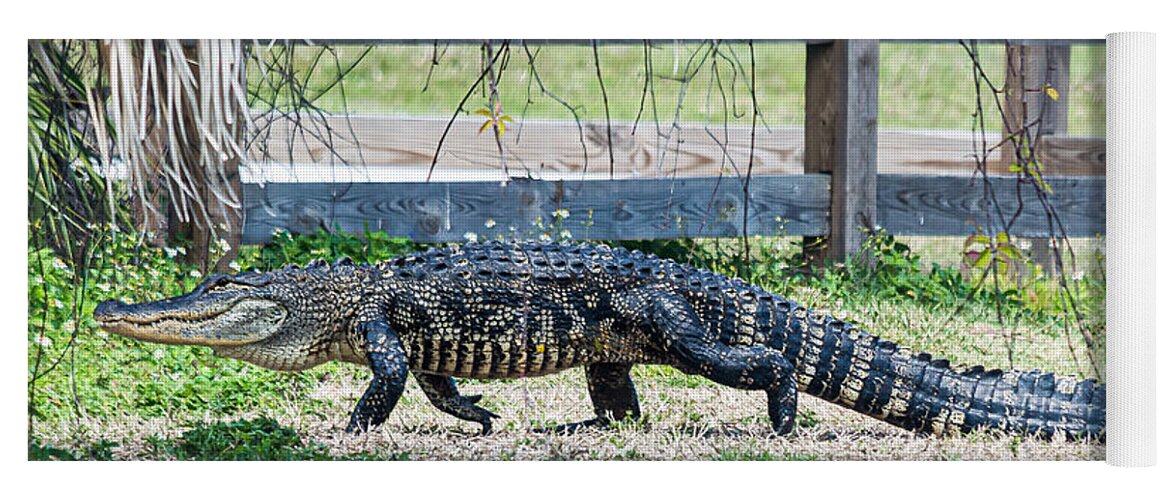 Alligator Yoga Mat featuring the photograph A Stroll Through The Daisies by Susan Molnar