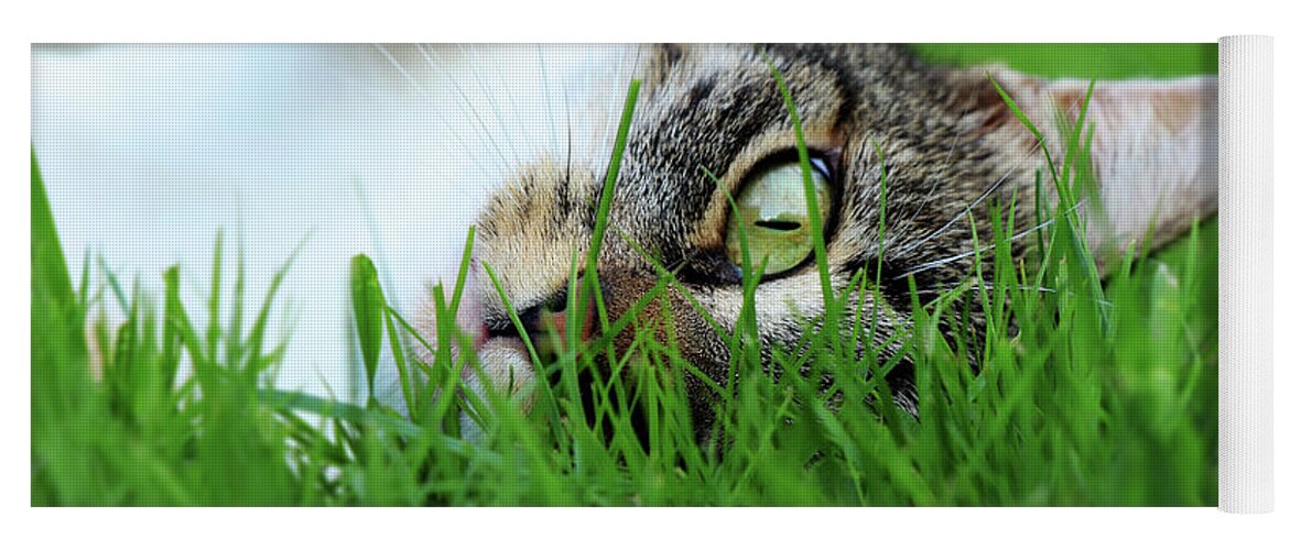 Domestic Cat Yoga Mat featuring the photograph Tabby kitten lying in grass by Vaclav Sonnek