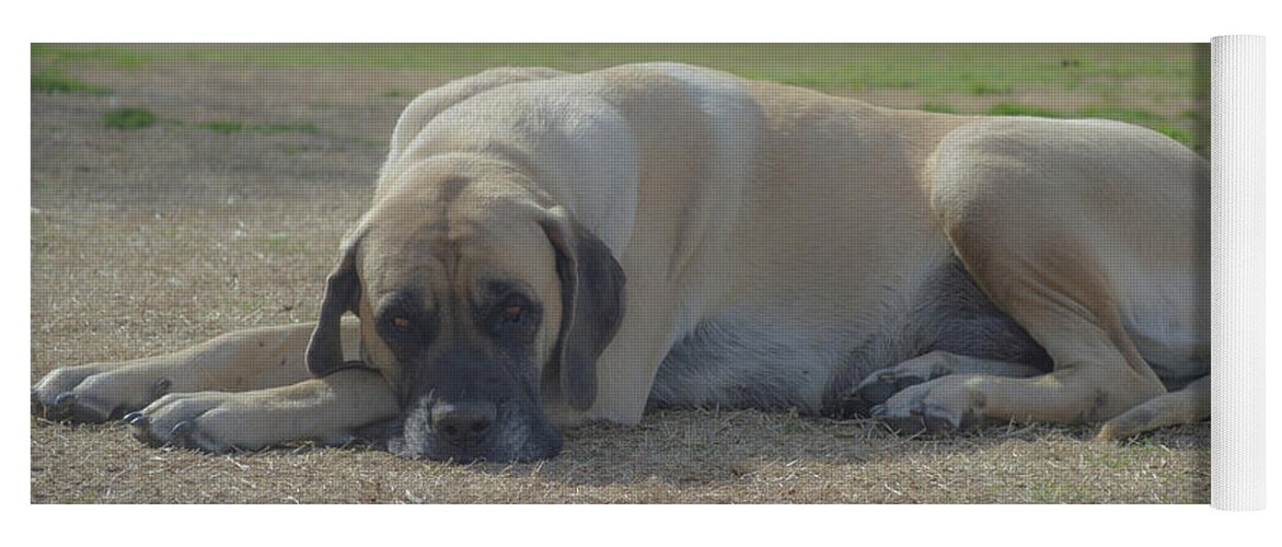 Bred Yoga Mat featuring the photograph A tired English Mastiff mom by Jennifer Wallace