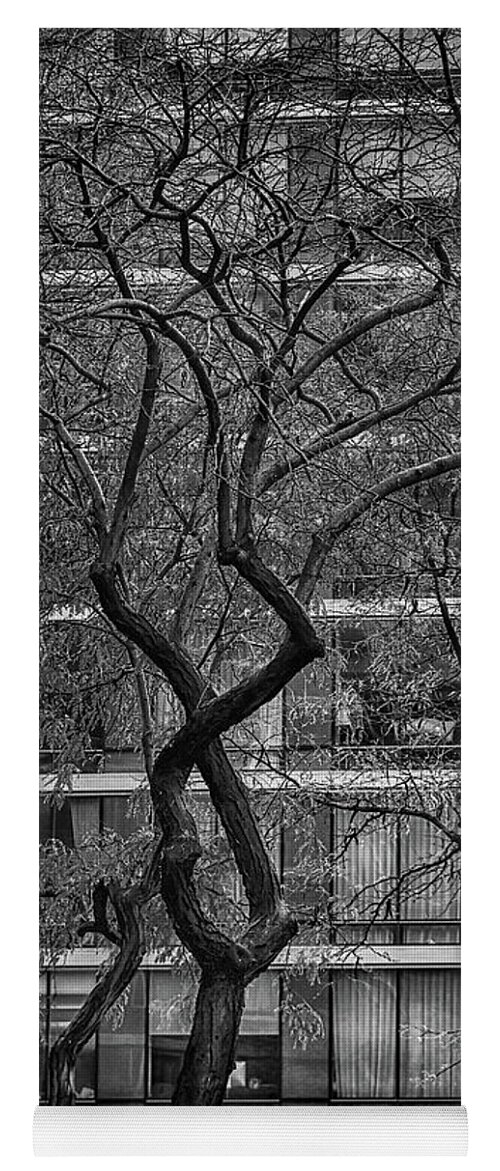 Tree Yoga Mat featuring the photograph A tree in New York City #1 by Alan Goldberg