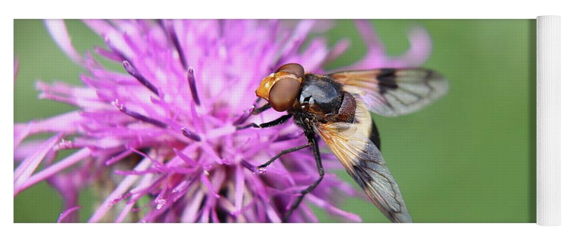 Volucella Pellucens Yoga Mat featuring the photograph A Volucella pellucens pollinating red clover by Vaclav Sonnek