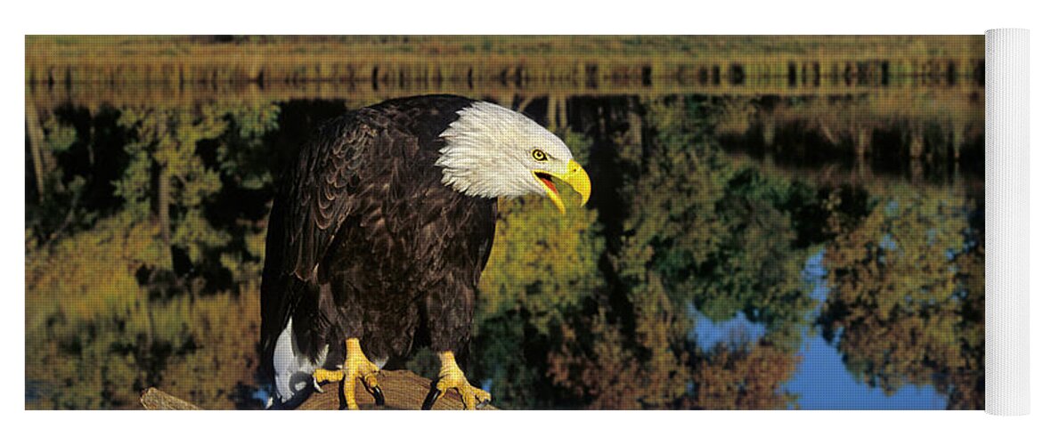 Dave Welling Yoga Mat featuring the photograph Adult Bald Eagle Hailaeetus Leucocephalus by Dave Welling