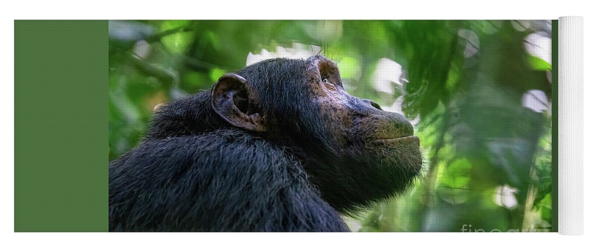 Chimpanzee Yoga Mat featuring the photograph Adult chimpanzee, pan troglodytes, side profile in sunlight. in by Jane Rix
