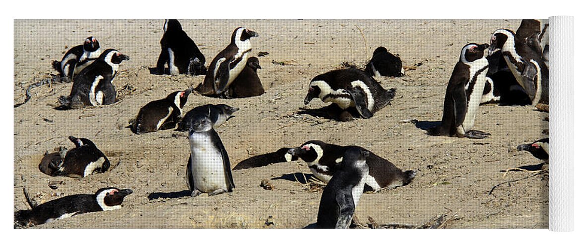 Penguin Yoga Mat featuring the photograph African Penguins - by Richard Krebs