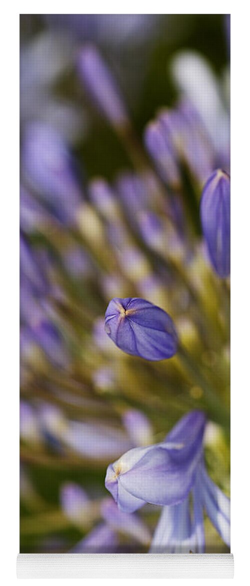 Lily Of The Nile Yoga Mat featuring the photograph Agapanthus Buds To Flower by Joy Watson