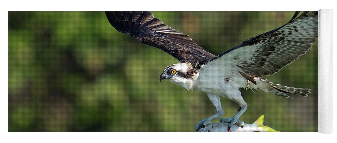 Osprey Yoga Mat featuring the photograph Air Lunch by Todd Tucker