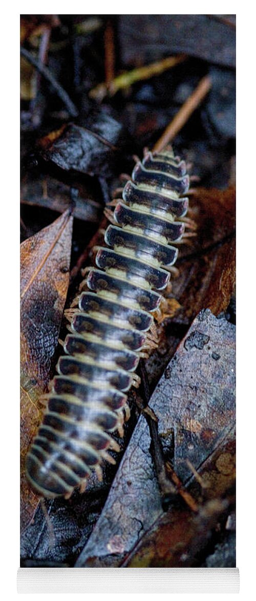 Sigmoria Yoga Mat featuring the photograph Alabama Red and Black Millipede - Sigmoria by Kathy Clark