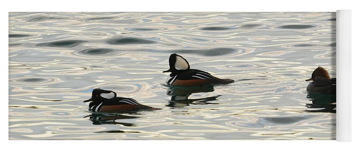 Hooded Mergansers Yoga Mat featuring the photograph All in the Family by fototaker Tony