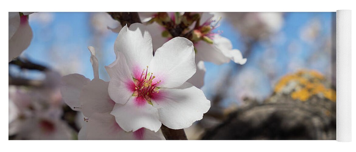 Almond Tree Yoga Mat featuring the photograph Almond Blossom 5 by Adriana Mueller