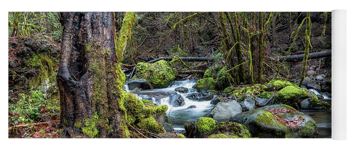 French Pete Creek Yoga Mat featuring the photograph Alongside the French Pete Creek by Belinda Greb