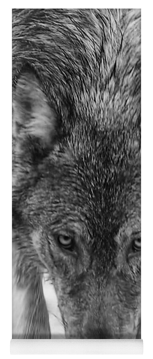 Wolf Yoga Mat featuring the photograph Alpha by Carolyn Mickulas