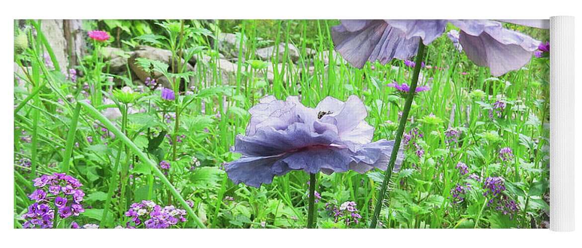 Poppy Yoga Mat featuring the photograph Amazing Grey Poppy. Papaver Rhoeas 8 by Amy E Fraser