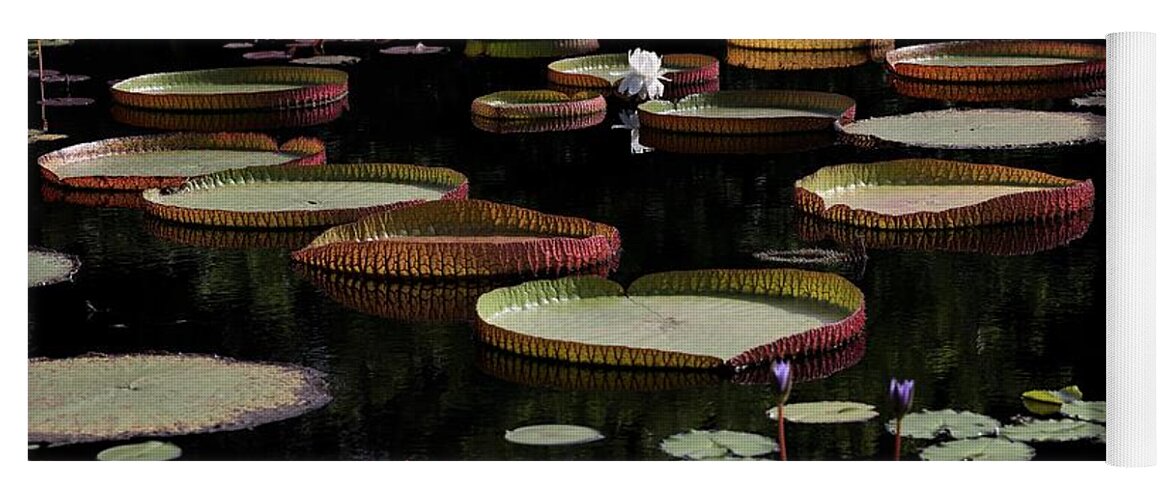 Amazon Water-lily Yoga Mat featuring the photograph Amazon Water Lily by Mingming Jiang
