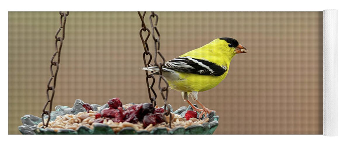 American Goldfinch Yoga Mat featuring the photograph America Goldfinch by Holden The Moment