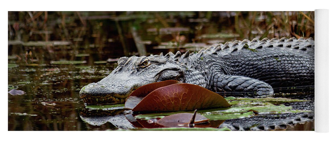 Reptile Yoga Mat featuring the photograph American Alligator by Cindy Robinson