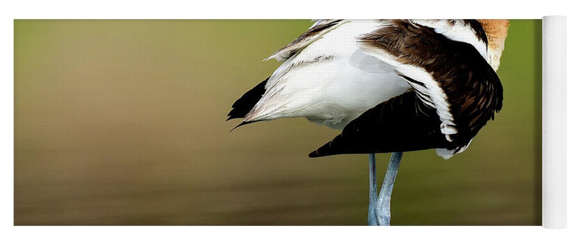 Birds Yoga Mat featuring the photograph Avocet Twist by John F Tsumas