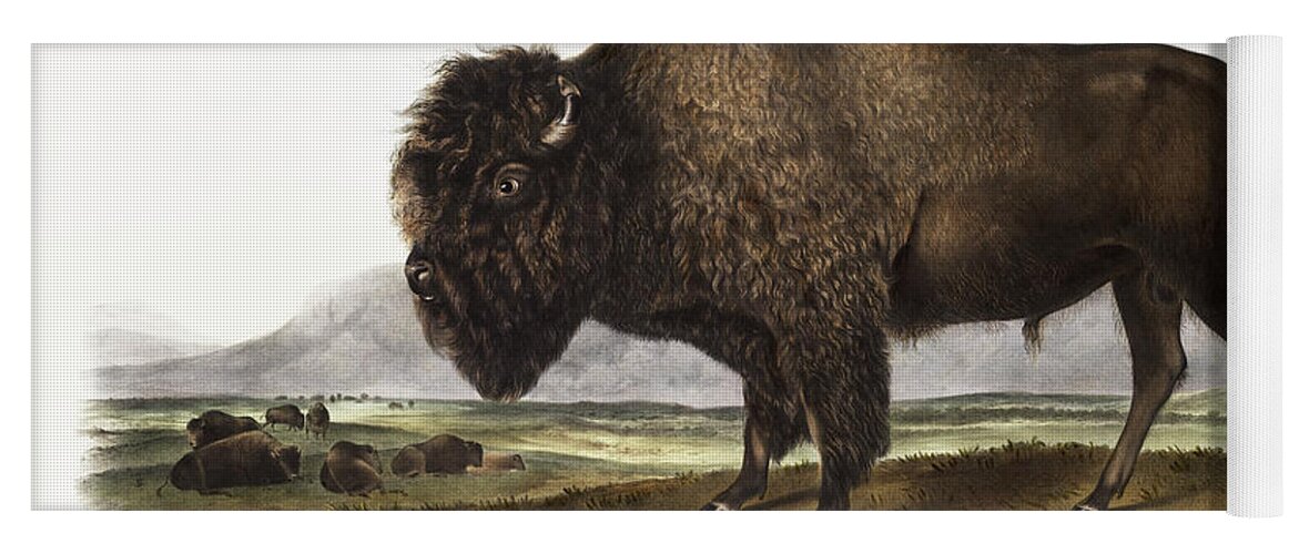 American Animals Yoga Mat featuring the mixed media American Bison. John Woodhouse Audubon by World Art Collective