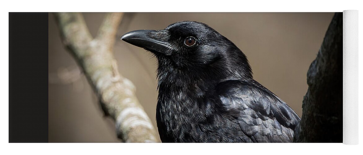American Crow Yoga Mat featuring the photograph American Crow - Portrait by Chad Meyer